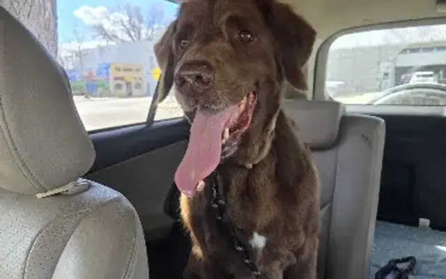 Fawn's Grooming Salon in Milliken, CO