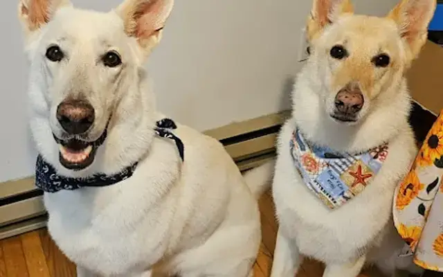 Mack & Molly's Pet Parlor LLC in Terryville, CT