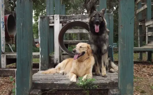 Project Good Dog in Apex, NC