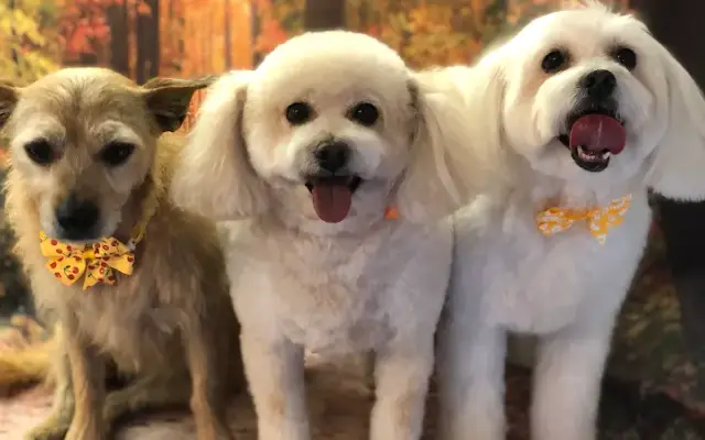 Fur de Leash Mobile Pet Spa in Moreno Valley, CA