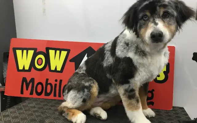 Wow Pets Mobile grooming in Weston, FL