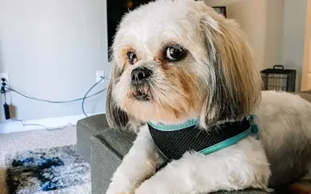Tumblin' K9 Mobile Dog Grooming in Lake Worth, TX
