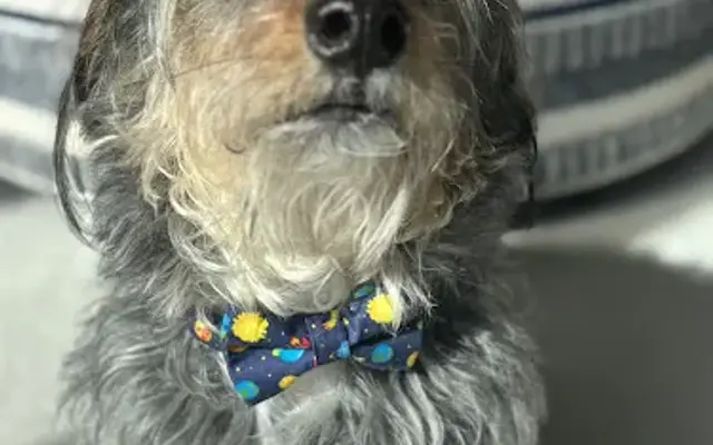Heart to Paw mobile pet care in Washington, MI