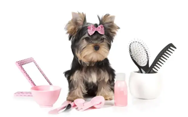 Furever & Ever Young Pet Spa in Jacksonville, TX