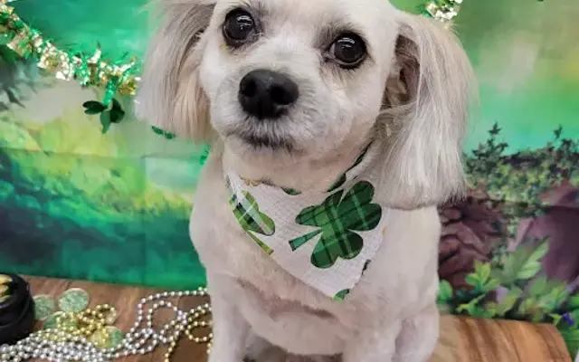 I Groom Dogs in Largo, FL