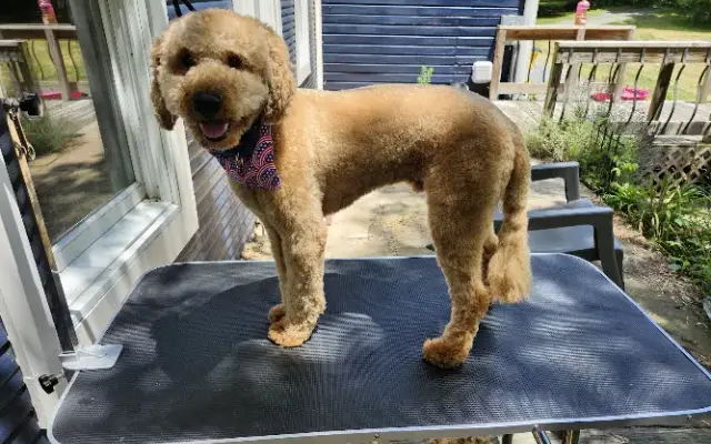 Doodly Doos pet services in Inwood, WV