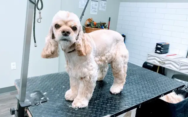 Country Junction grooming in Lehighton, PA