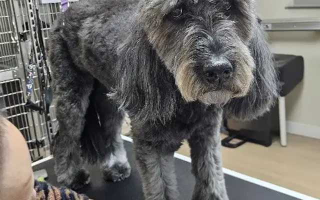 Pet Supplies Plus Salem Grooming in Salem, NH