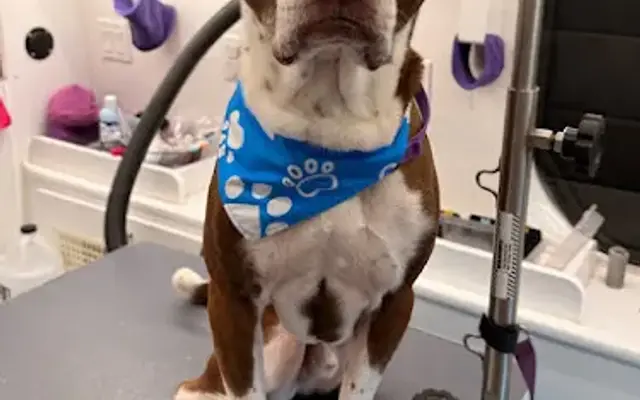 Maple's Luxury Dog Spa in St. George, UT