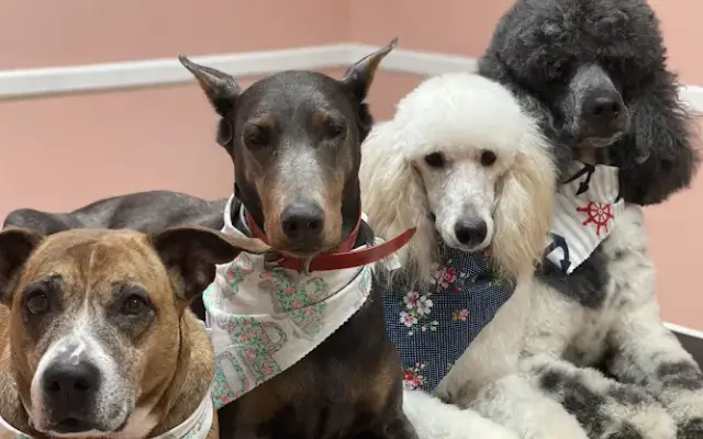 Pet perfection in Lily, KY