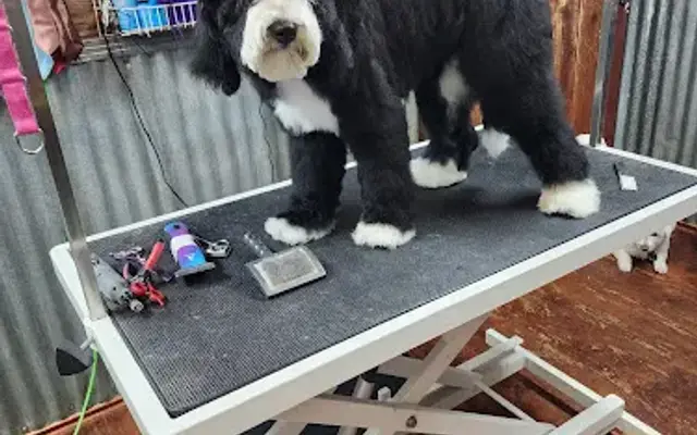 A Country Pups Tail, LLC in Springtown, TX