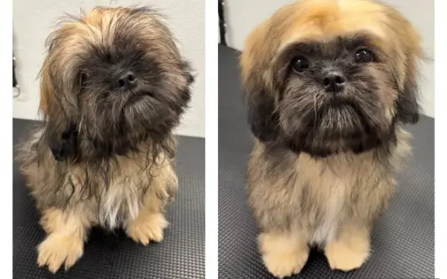 Cam's Grooming in Phoenix, AZ