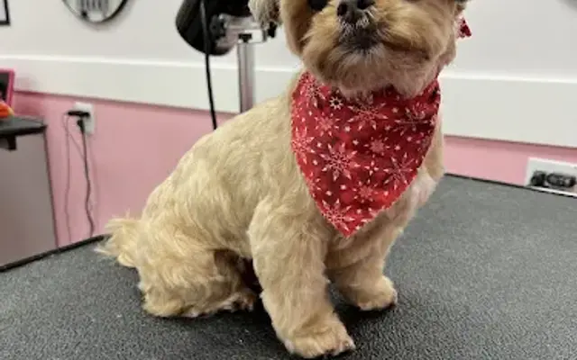 Woof Gang Bakery & Grooming Panther Creek in The Woodlands, TX