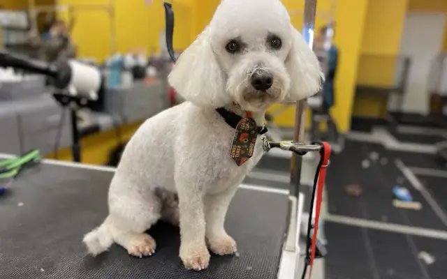 Chloe's Grooming Boutique in Bloomfield, CT