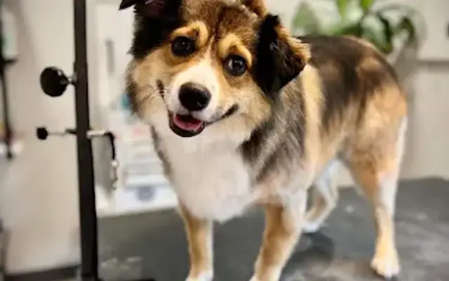 Classy Canines Pet Spa LLC in Butler, PA