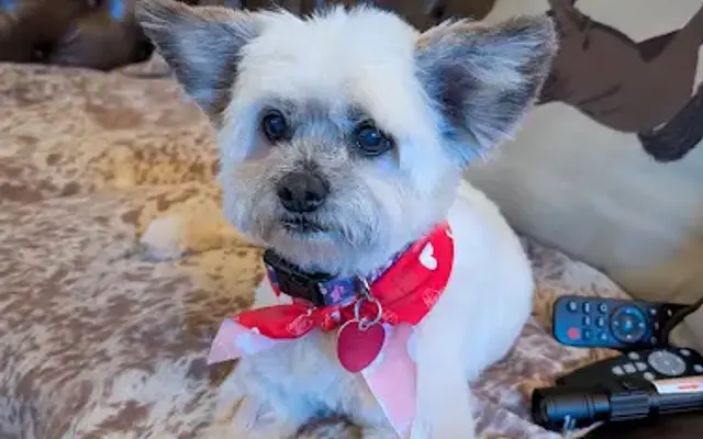 Dog Daze Grooming Salon in Galax, VA