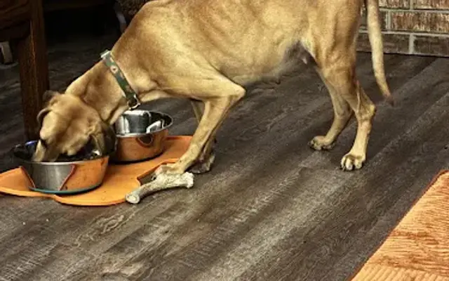County Line Veterinary Clinic in New Braunfels, TX