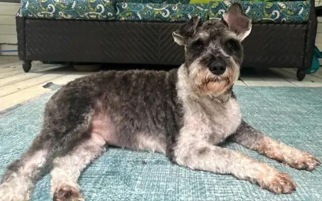 Lucky Dog Grooming in Snellville, GA