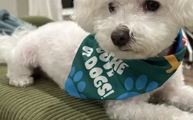 Salty Paws Pet Grooming (Not Mobile Groomer) in Mary Esther, FL
