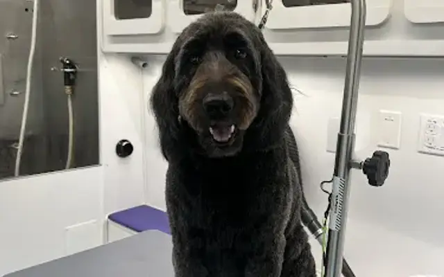 Tailored Pup Grooming in Nashville, TN