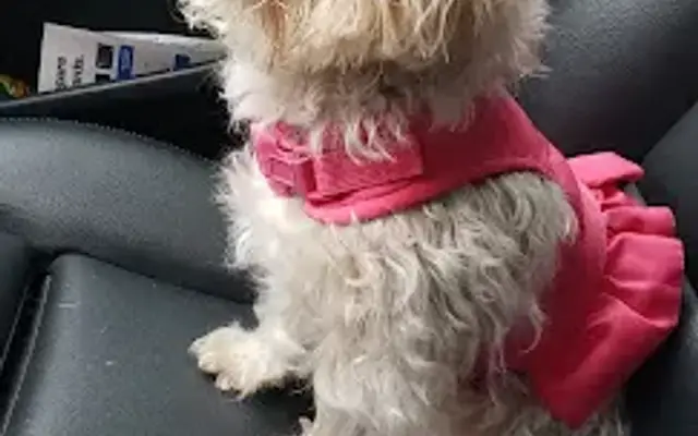 Dirty Dog Grooming Salon in North Olmsted, OH