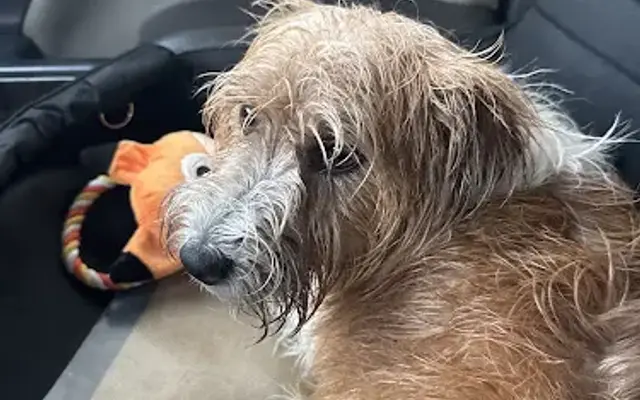 Sudsy Tails DIY Dog Wash in Wilmington, NC