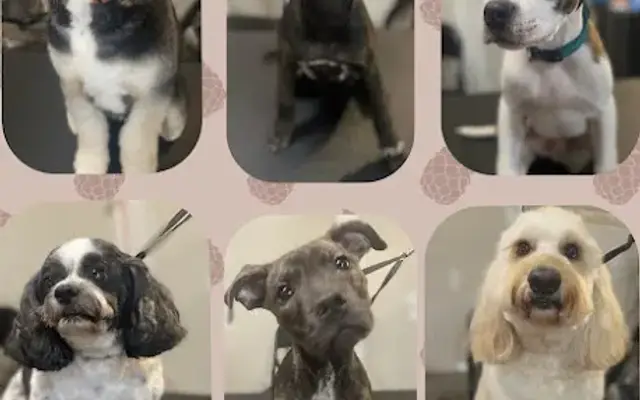 Meeks Pet Parlor, LLC in Albion, MI