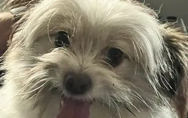 Pawsitive Pup Grooming in Owosso, MI