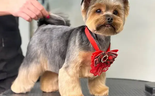 Mobile grooming in San Marcos, CA