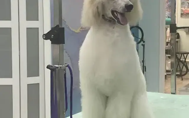 Almana Dog Stylz in Plantation, FL