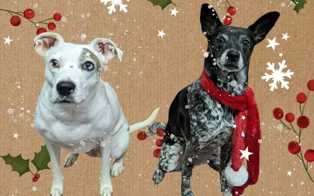 Sweet Adeline's Pet Grooming in Hudson, NC