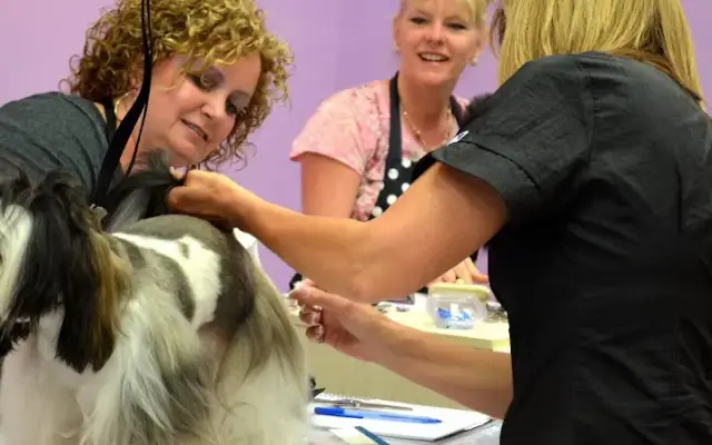 Devine Doggies Mobile Dog Grooming LLC in Monroe, OH
