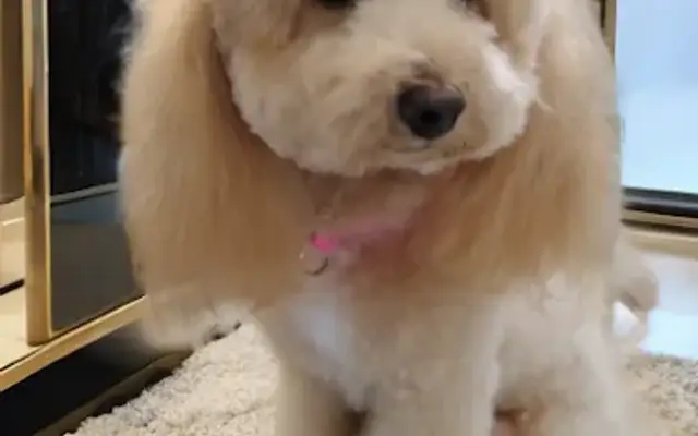 Angela at The Pampered Puppy in Conyers, GA