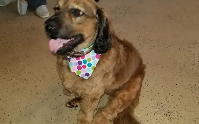 Canine Design in Creve Coeur, IL