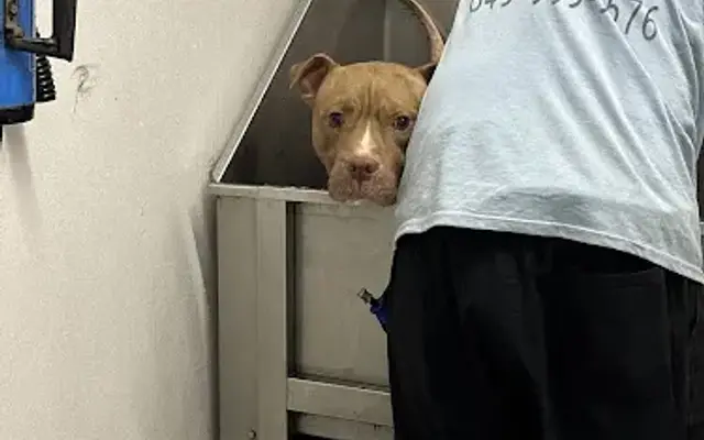 Danny's Dog Care in Myrtle Beach, SC