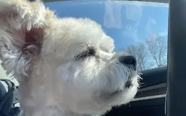 Dog's Best Friend in Chazy, NY