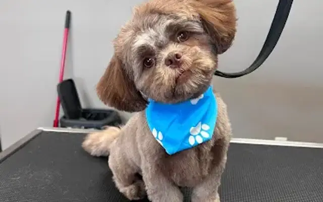 Black Shears Pet Grooming in Griffin, GA