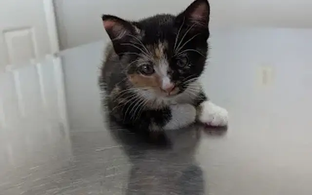 Upper Valley Veterinary Clinic in Rexburg, ID