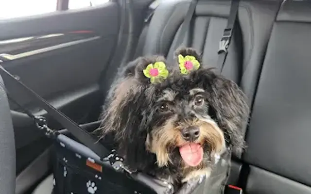 PetSmart Grooming in Hickory, NC