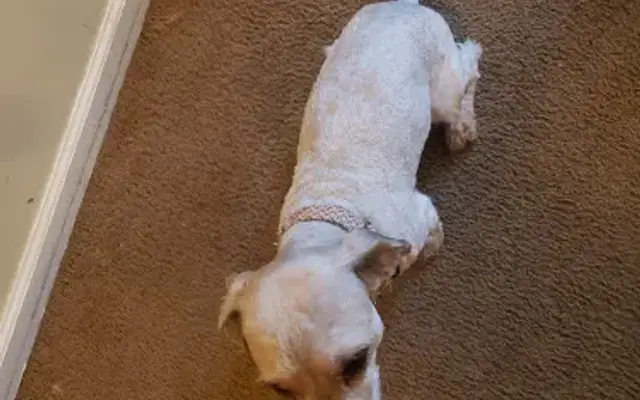 PetSmart Grooming in Glenmont, NY