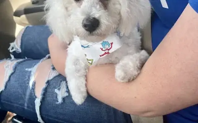 Lisa's Expert Care Dog Grooming in Weatherly, PA