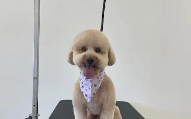 Pawfection's Dog Grooming LLC in Tulsa, OK