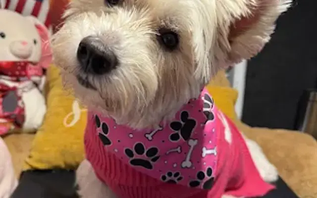 The Magic Pet Smile Jacksonville in Bunnell, FL