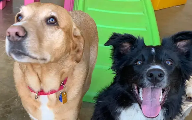 Playful Pooch Doggie Daycare in Mars, PA