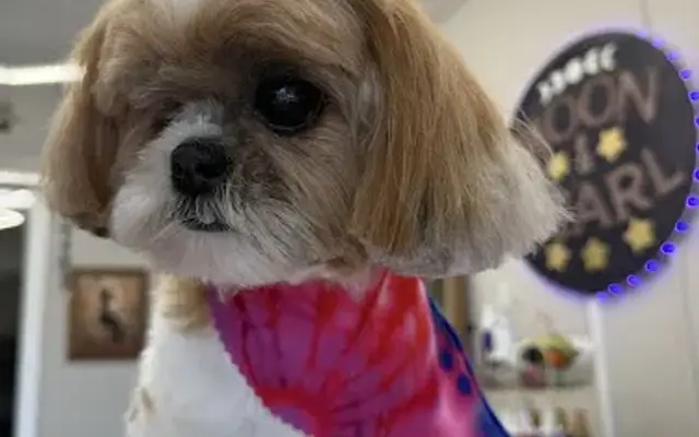 Moon And Pearl Pet Parlor in Panama City, FL