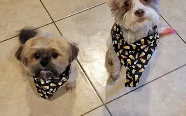 Posh Pet Day Spa in Chicago, IL