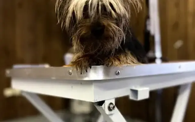 DoggyLand in Jonesville, SC