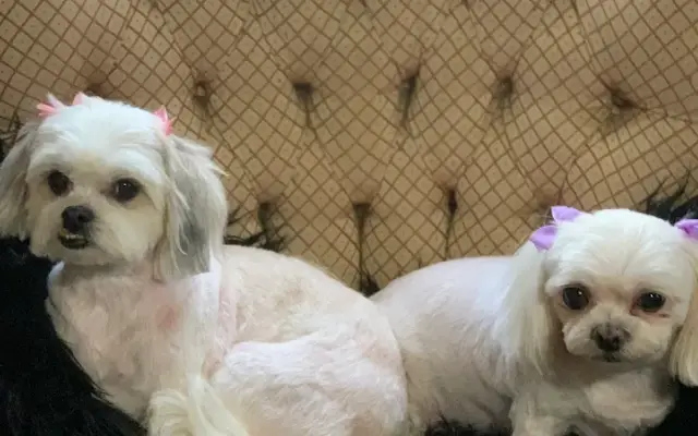 The Belle & Her Hound Grooming in Pooler, GA