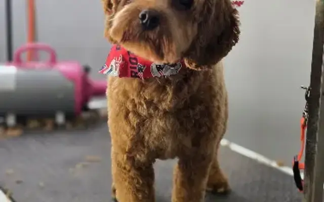 Pawsitively Pampered LLC in Dracut, MA