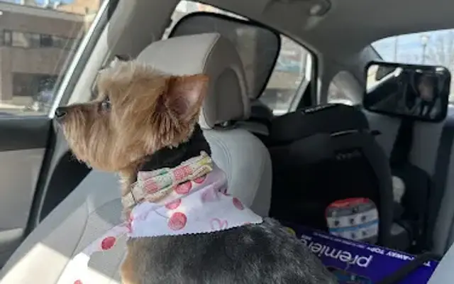A Tail's A Waggin in Jackson, MI
